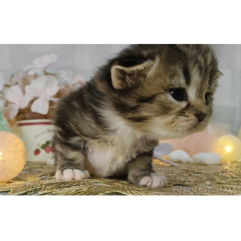 販売中の熊本県のラガマフィン-139381の4枚目