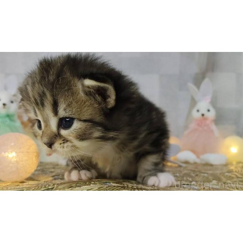 販売中の熊本県のラガマフィン-139381の3枚目