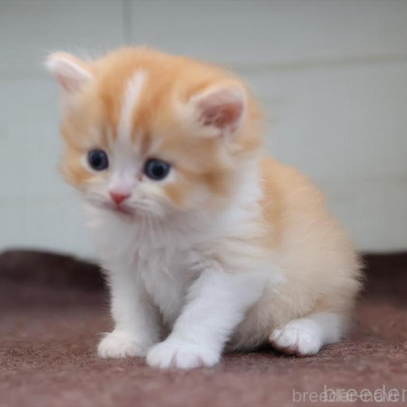 販売中の愛知県のブリティッシュショートヘア-139382の3枚目