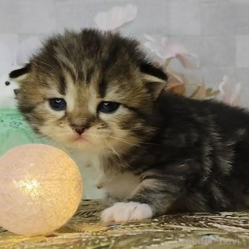 販売中の熊本県のラガマフィン-139381の1枚目