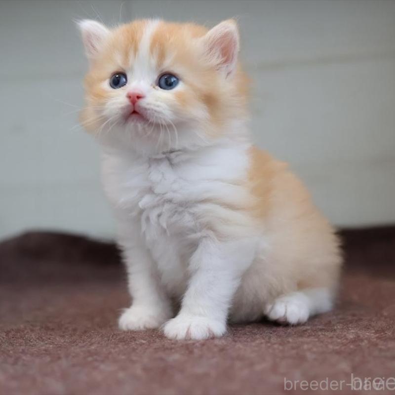 販売中の愛知県のブリティッシュショートヘア-139382の2枚目