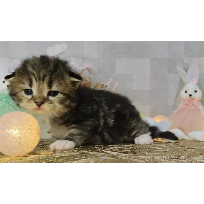 販売中の熊本県のラガマフィン-139381の2枚目