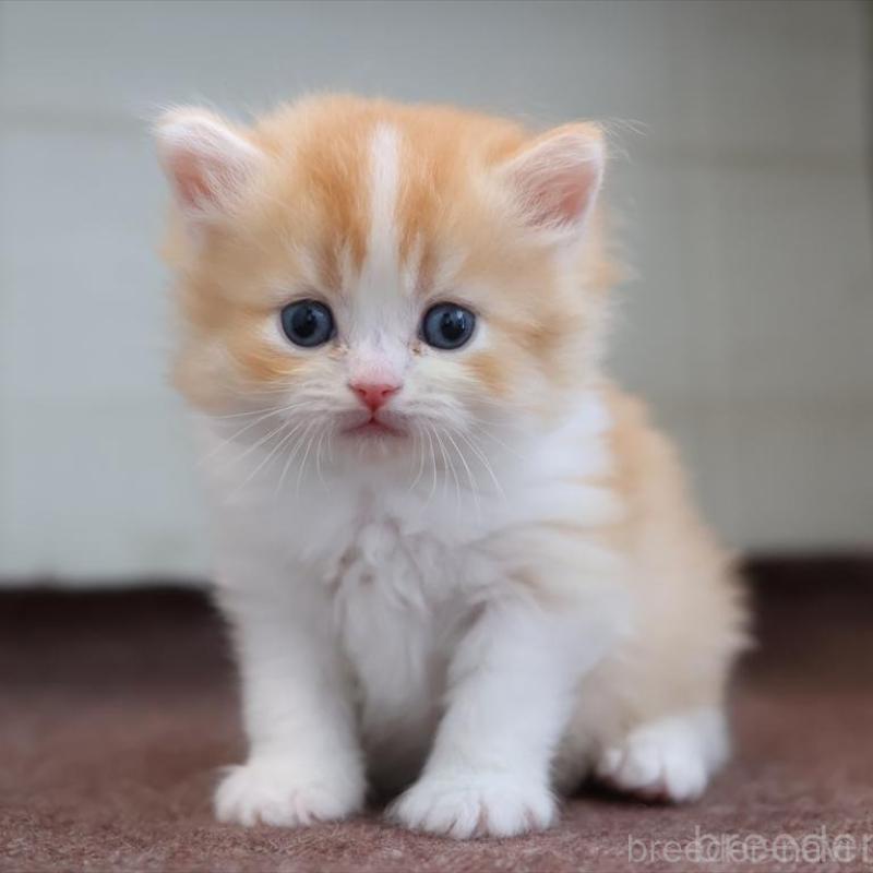 販売中の愛知県のブリティッシュショートヘア-139382