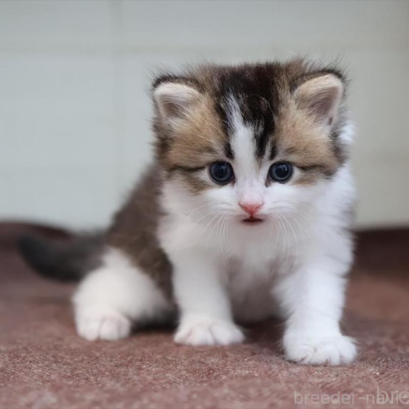 販売中の愛知県のブリティッシュショートヘア-139384の1枚目