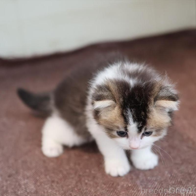 販売中の愛知県のブリティッシュショートヘア-139384の8枚目