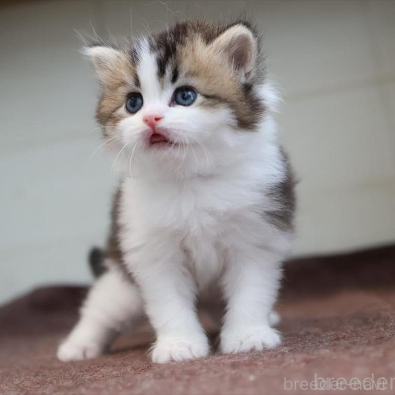 販売中の愛知県のブリティッシュショートヘア-139384の7枚目