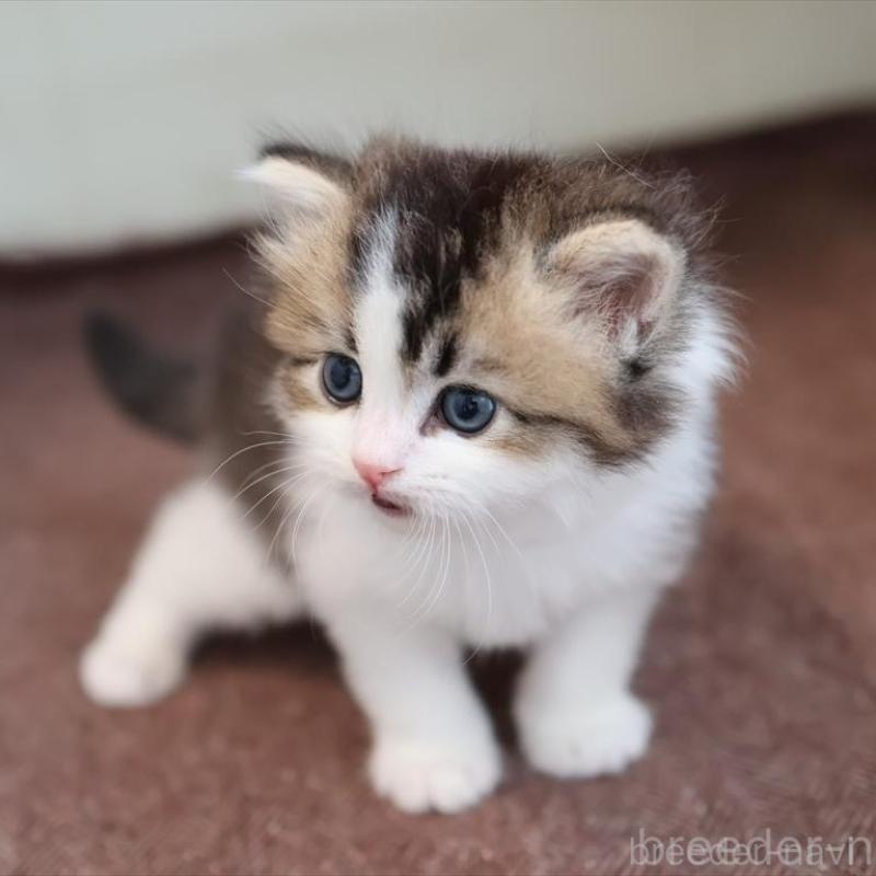 販売中の愛知県のブリティッシュショートヘア-139384の6枚目