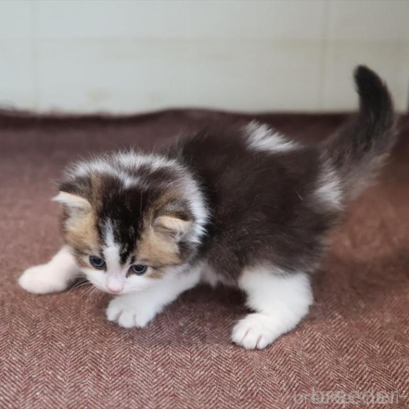 販売中の愛知県のブリティッシュショートヘア-139384の5枚目