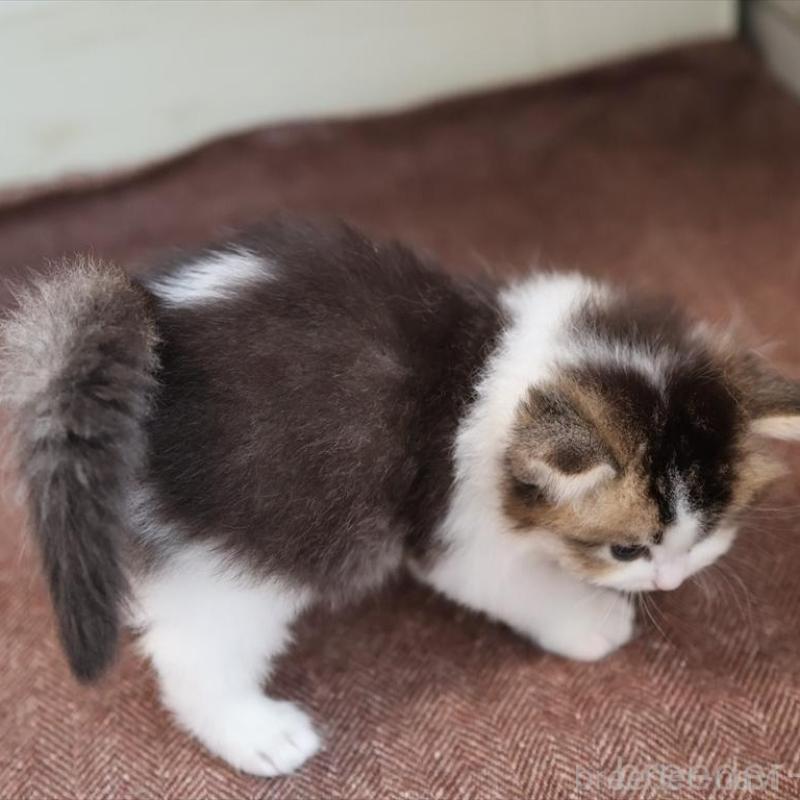 販売中の愛知県のブリティッシュショートヘア-139384の4枚目