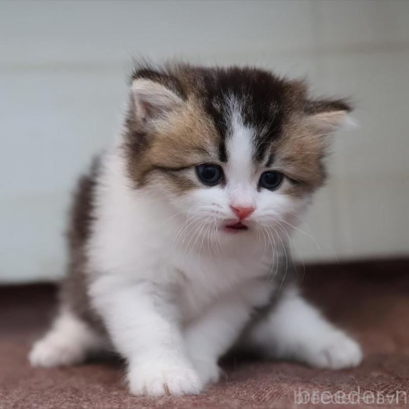 販売中の愛知県のブリティッシュショートヘア-139384の3枚目