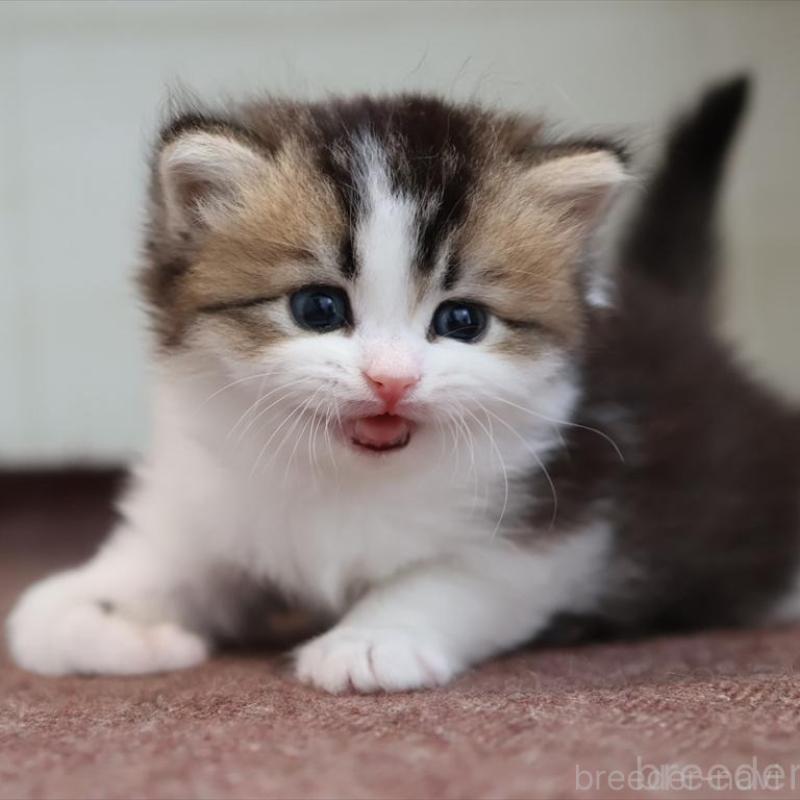 販売中の愛知県のブリティッシュショートヘア-139384の2枚目