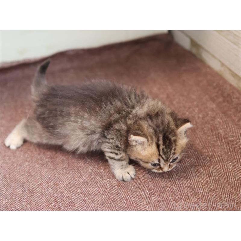 販売中の愛知県のブリティッシュショートヘア-139386の6枚目