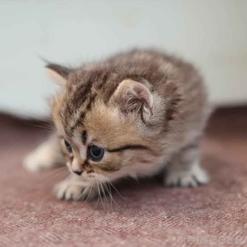 販売中の愛知県のブリティッシュショートヘア-139386の5枚目