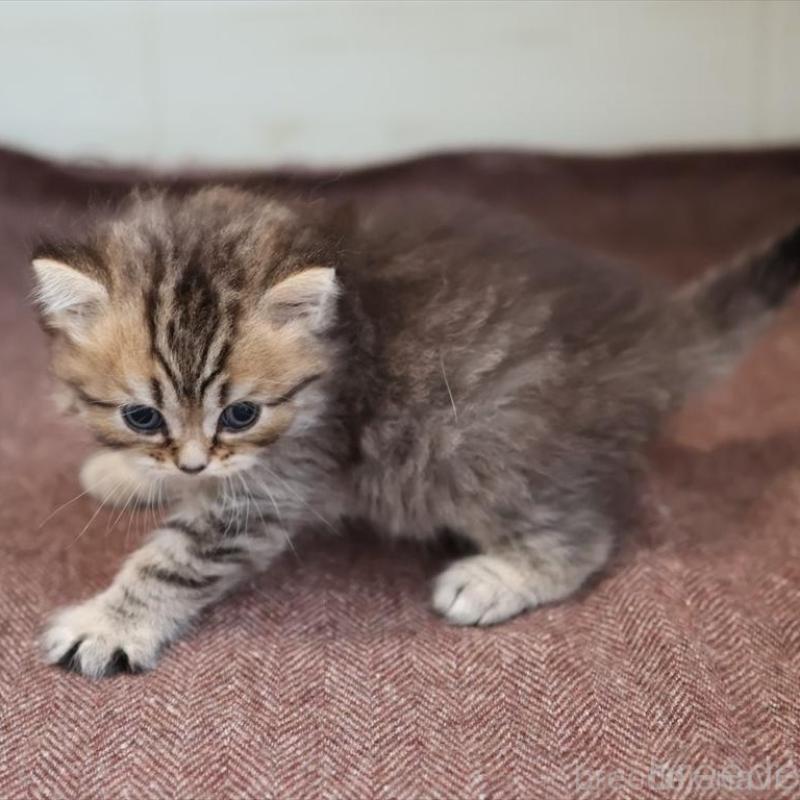 販売中の愛知県のブリティッシュショートヘア-139386の4枚目