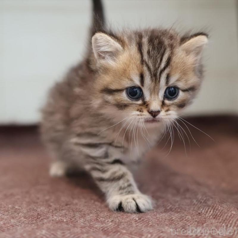 販売中の愛知県のブリティッシュショートヘア-139386の3枚目