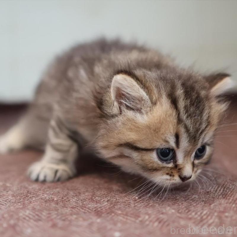 販売中の愛知県のブリティッシュショートヘア-139386の2枚目