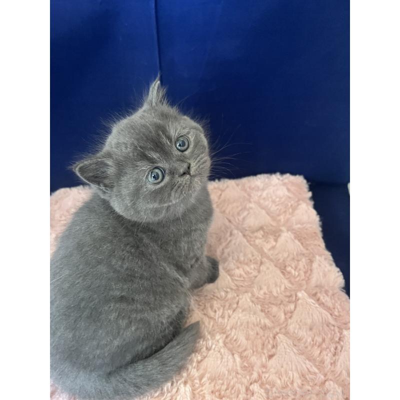 販売中の富山県のミヌエット-139387の9枚目