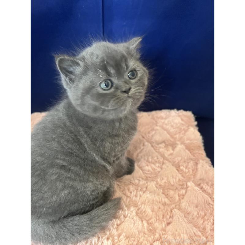 販売中の富山県のミヌエット-139387の8枚目