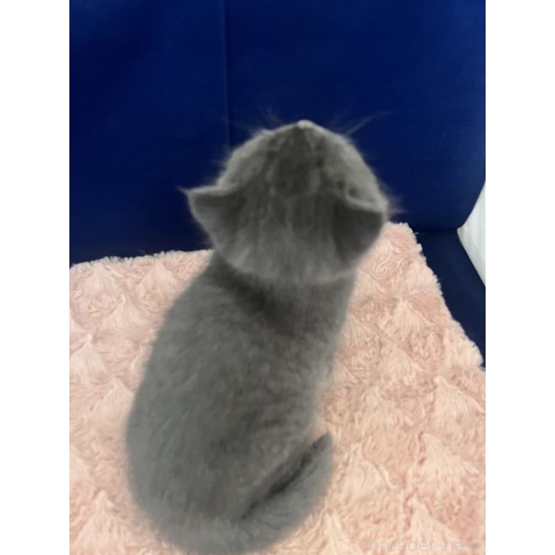 販売中の富山県のミヌエット-139387の7枚目