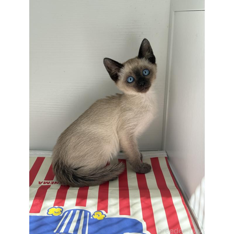 販売中の埼玉県のシャム(サイアミーズ)-139389の17枚目