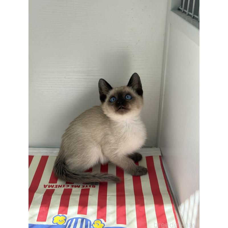 販売中の埼玉県のシャム(サイアミーズ)-139389の16枚目