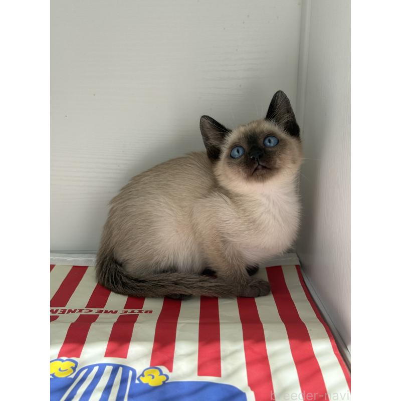 販売中の埼玉県のシャム(サイアミーズ)-139389の14枚目