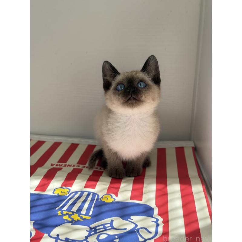 販売中の埼玉県のシャム(サイアミーズ)-139389の13枚目