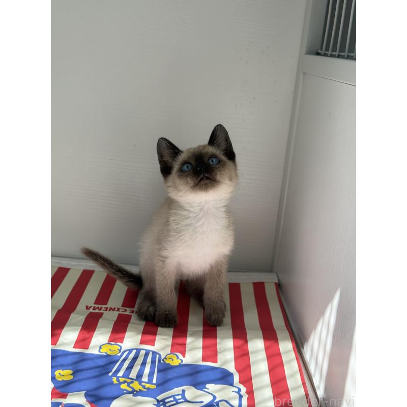 販売中の埼玉県のシャム(サイアミーズ)-139389の12枚目