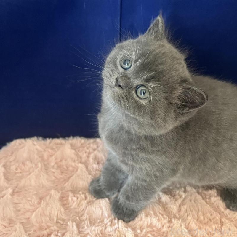 販売中の富山県のミヌエット-139387の5枚目