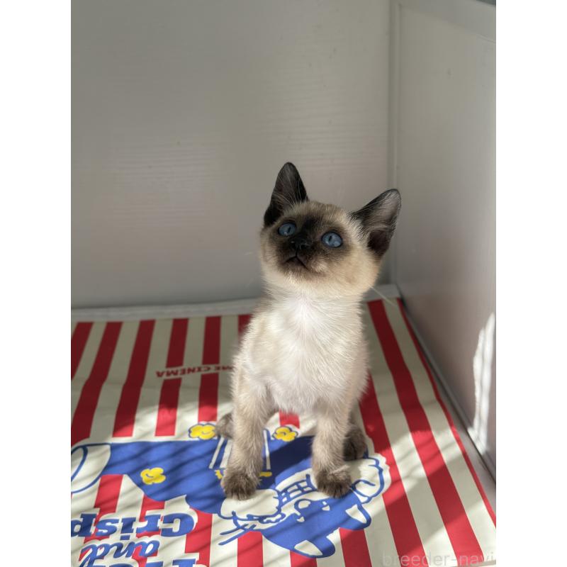 販売中の埼玉県のシャム(サイアミーズ)-139389の11枚目