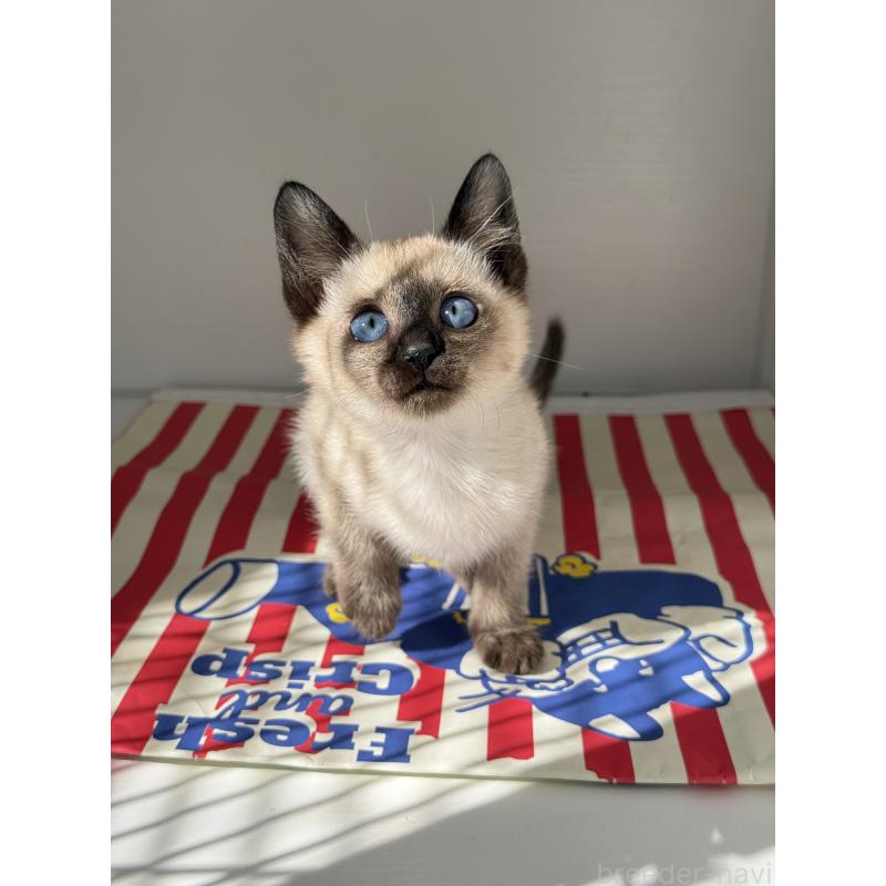 販売中の埼玉県のシャム(サイアミーズ)-139389の10枚目