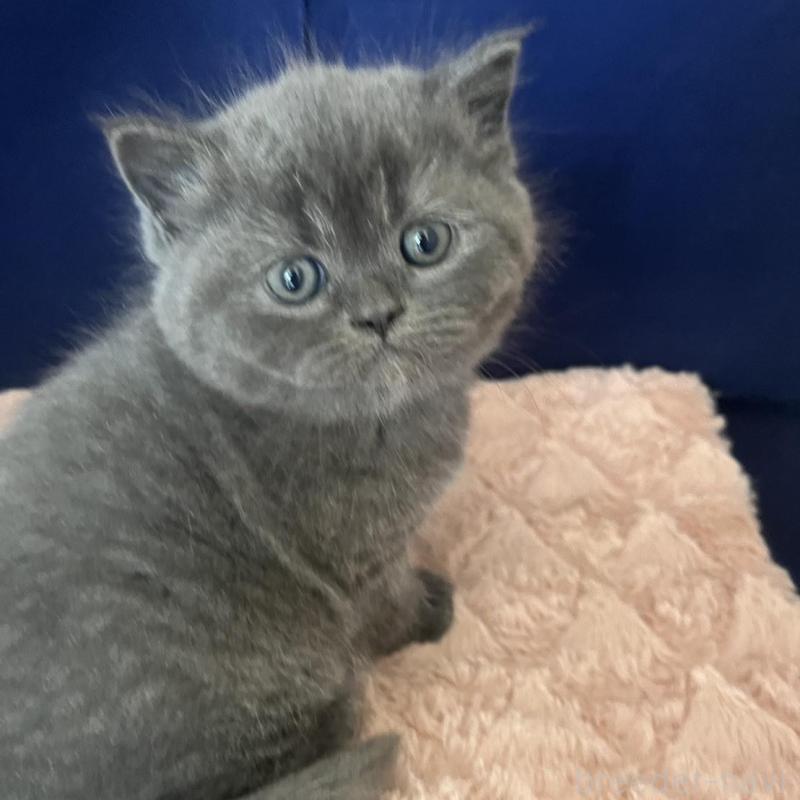 販売中の富山県のミヌエット-139387