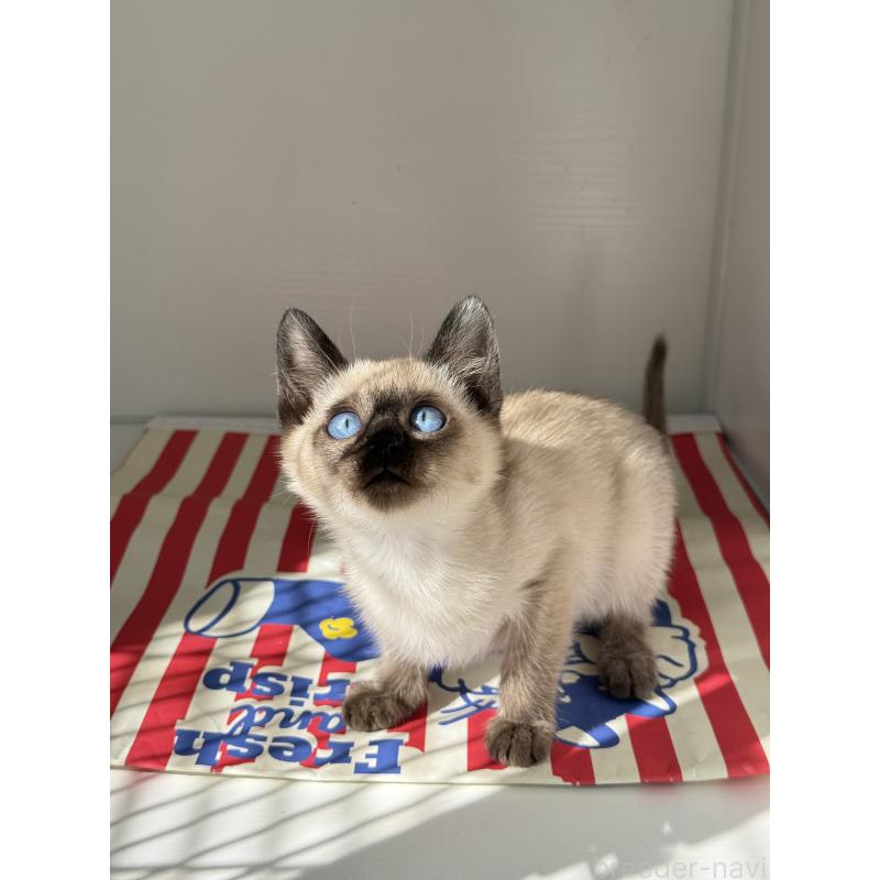 販売中の埼玉県のシャム(サイアミーズ)-139389の9枚目