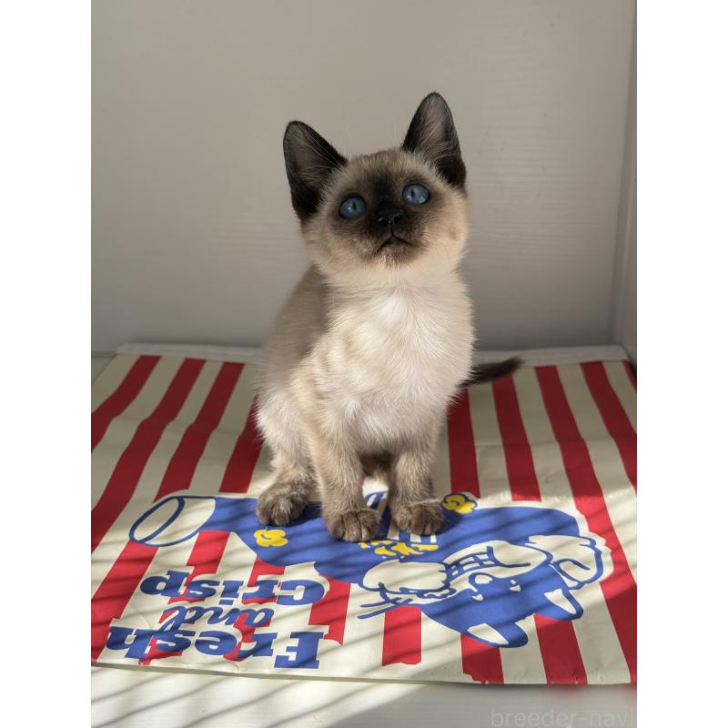 販売中の埼玉県のシャム(サイアミーズ)-139389の8枚目