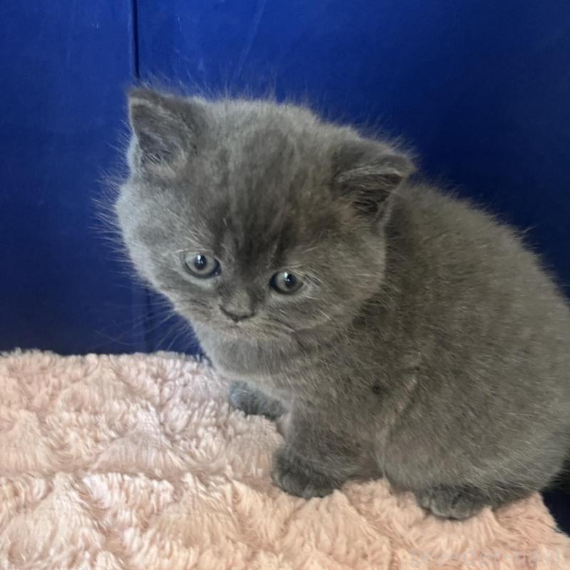 販売中の富山県のミヌエット-139387の4枚目