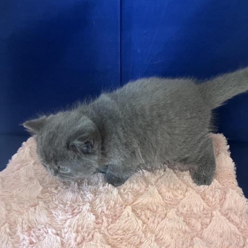 販売中の富山県のミヌエット-139387の3枚目