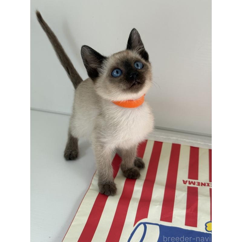 販売中の埼玉県のシャム(サイアミーズ)-139389の7枚目