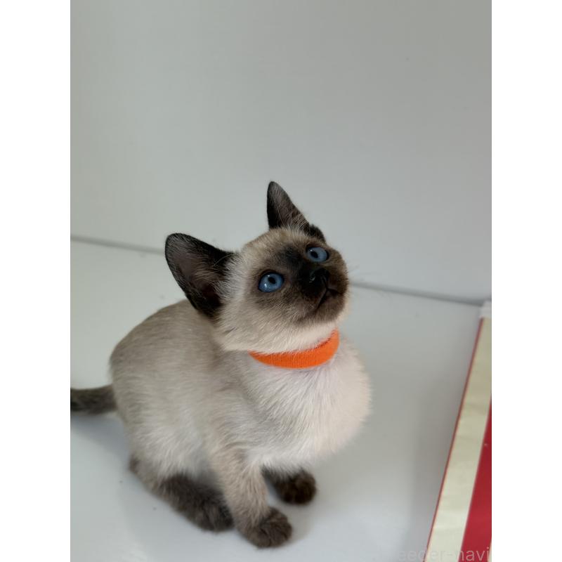 販売中の埼玉県のシャム(サイアミーズ)-139389の6枚目