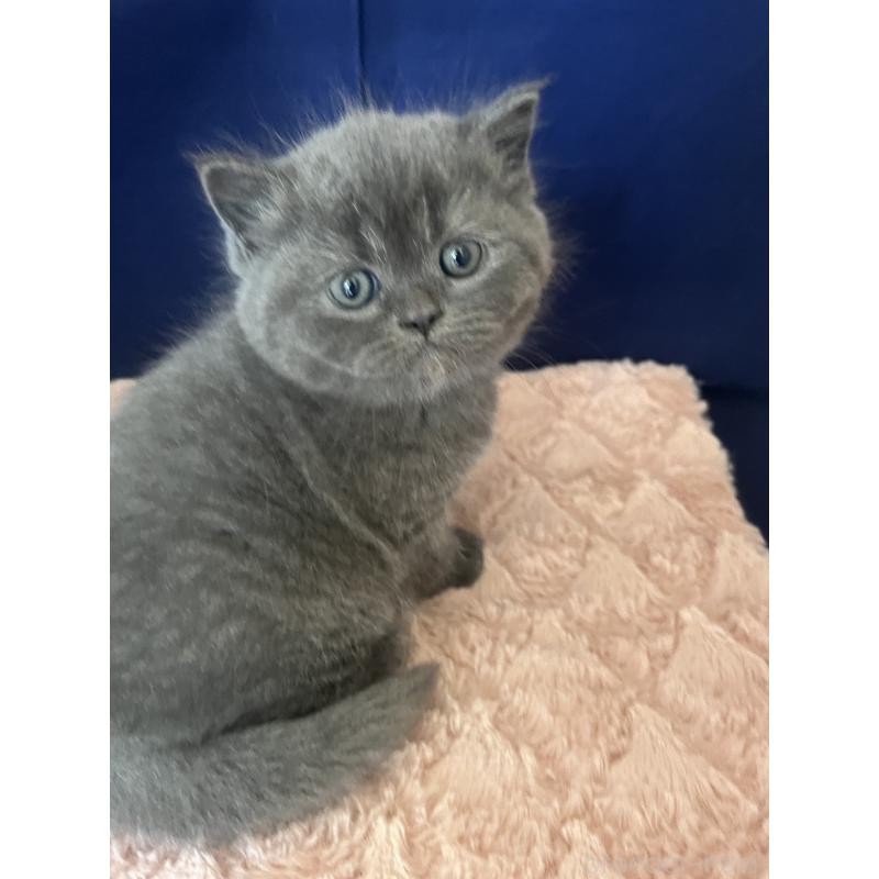 販売中の富山県のミヌエット-139387の2枚目