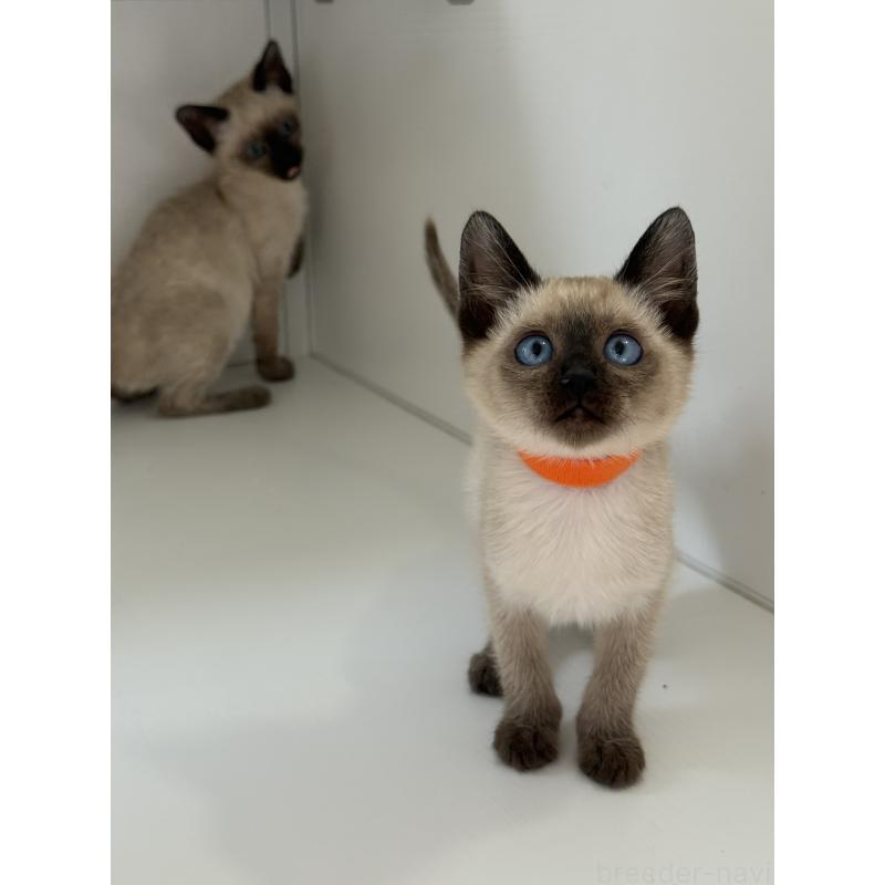 販売中の埼玉県のシャム(サイアミーズ)-139389の5枚目