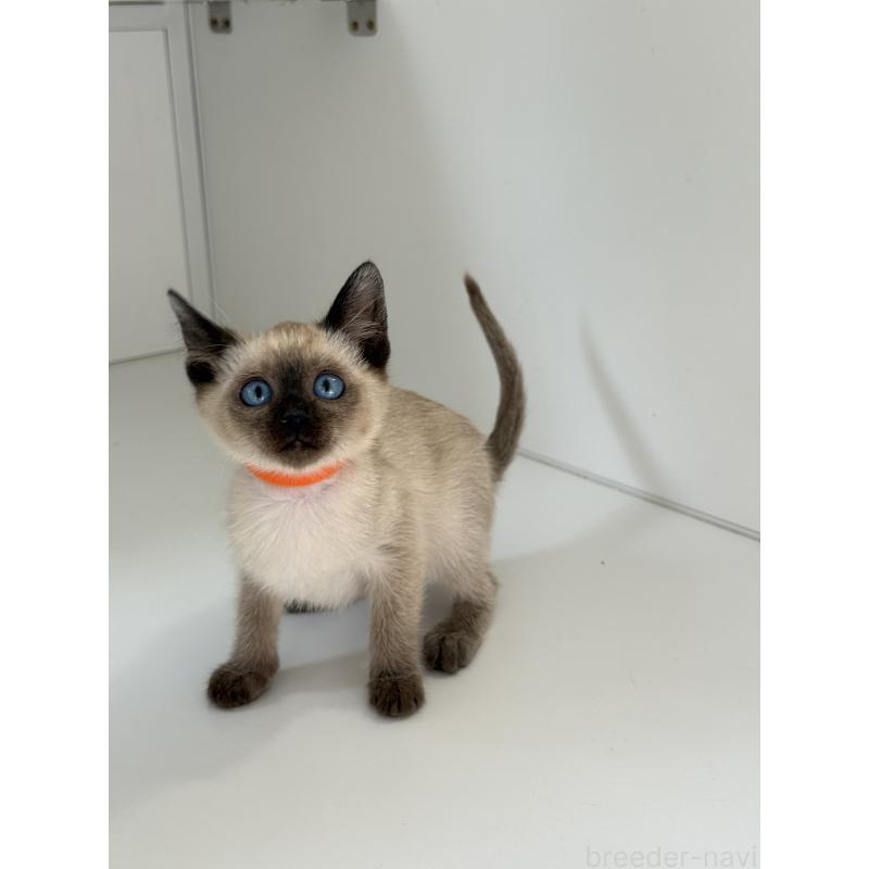 販売中の埼玉県のシャム(サイアミーズ)-139389の4枚目