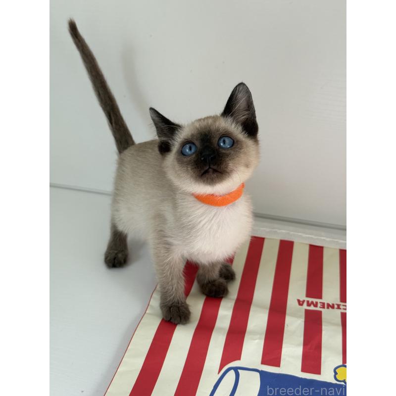 販売中の埼玉県のシャム(サイアミーズ)-139389の3枚目