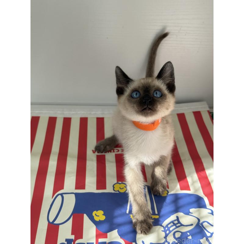 販売中の埼玉県のシャム(サイアミーズ)-139389の2枚目