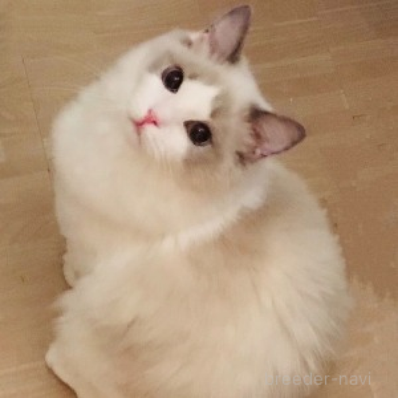 販売中の東京都のラグドール-139390の1枚目