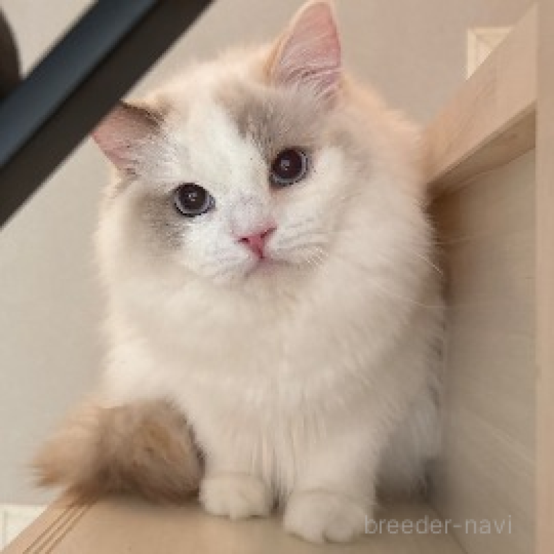 販売中の東京都のラグドール-139390の3枚目