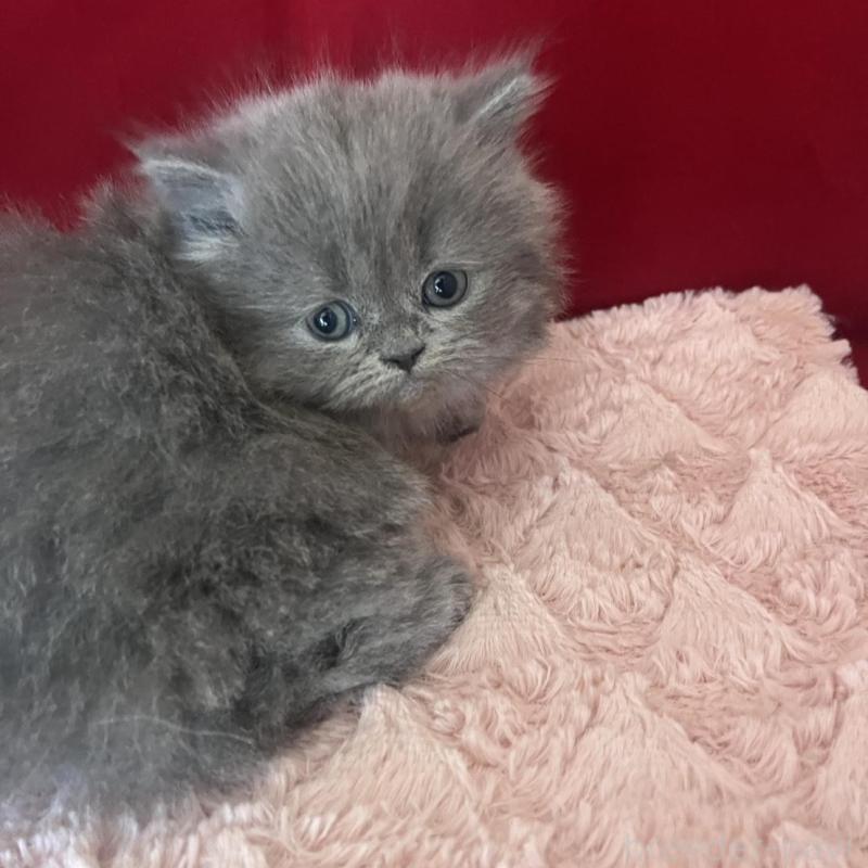 販売中の富山県のミヌエット-139391の8枚目