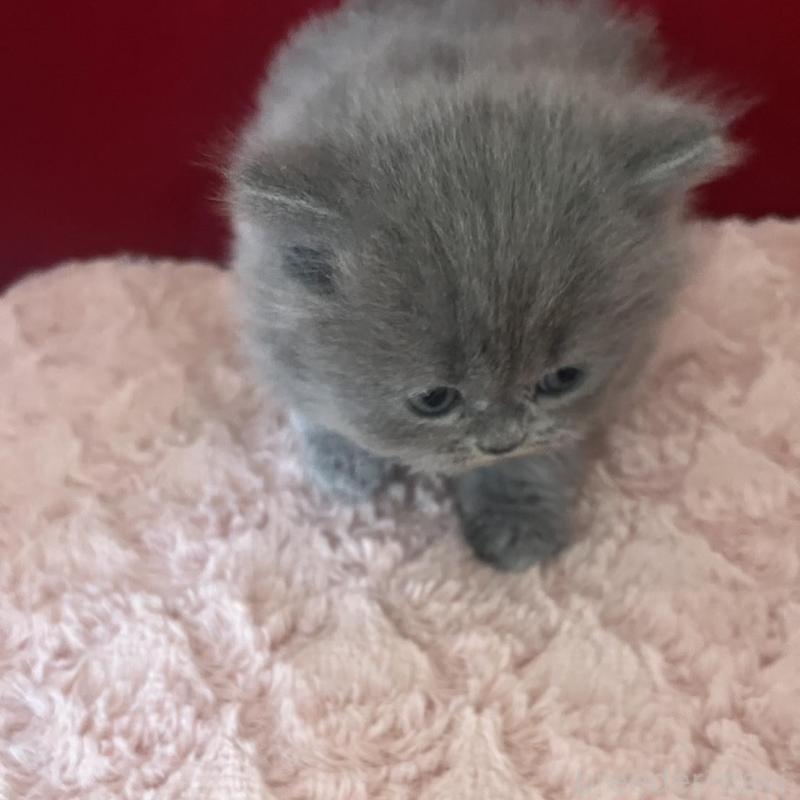 販売中の富山県のミヌエット-139391の7枚目