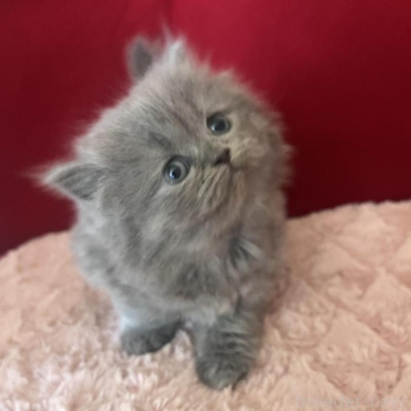 販売中の富山県のミヌエット-139391の6枚目