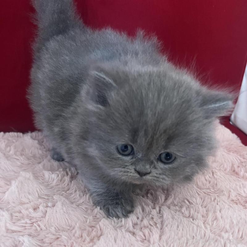 販売中の富山県のミヌエット-139391の5枚目