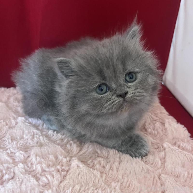 販売中の富山県のミヌエット-139391の4枚目